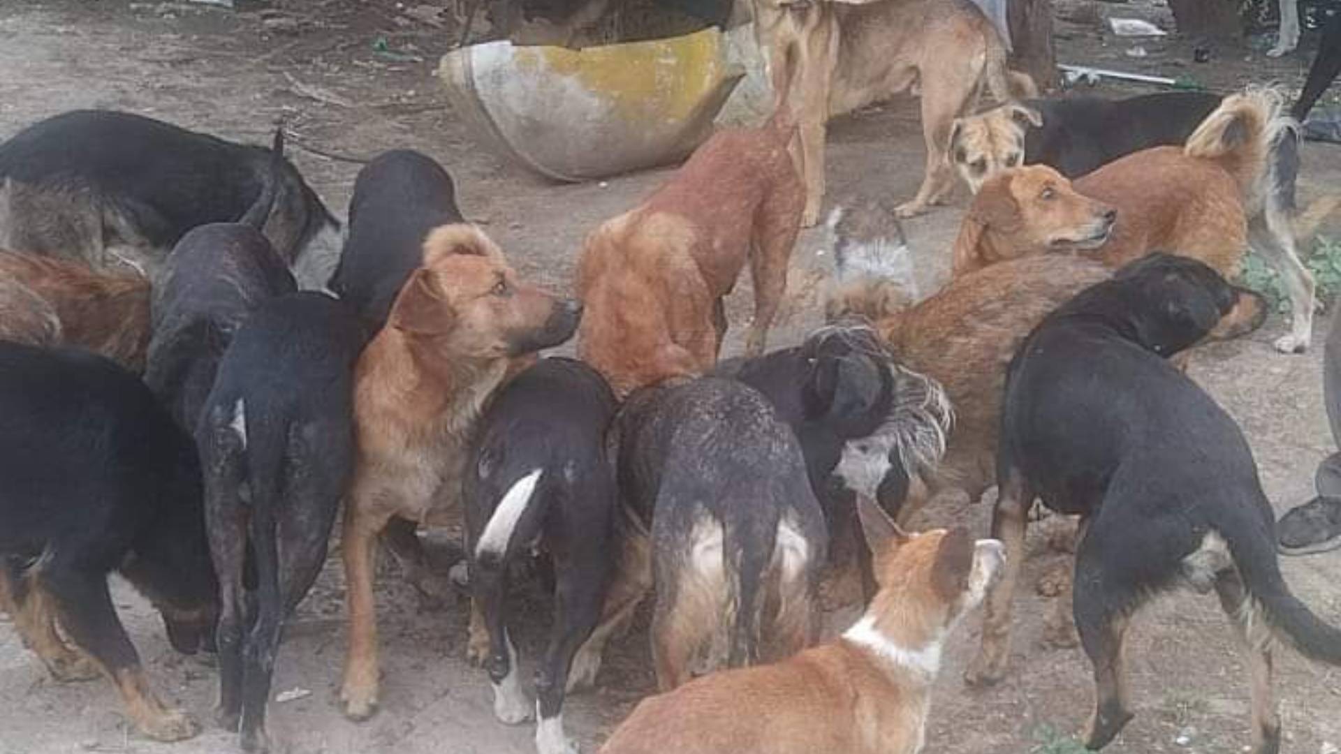 Rescatan a 240 perros y 57 aves en condiciones insalubres y de maltrato en Edomex