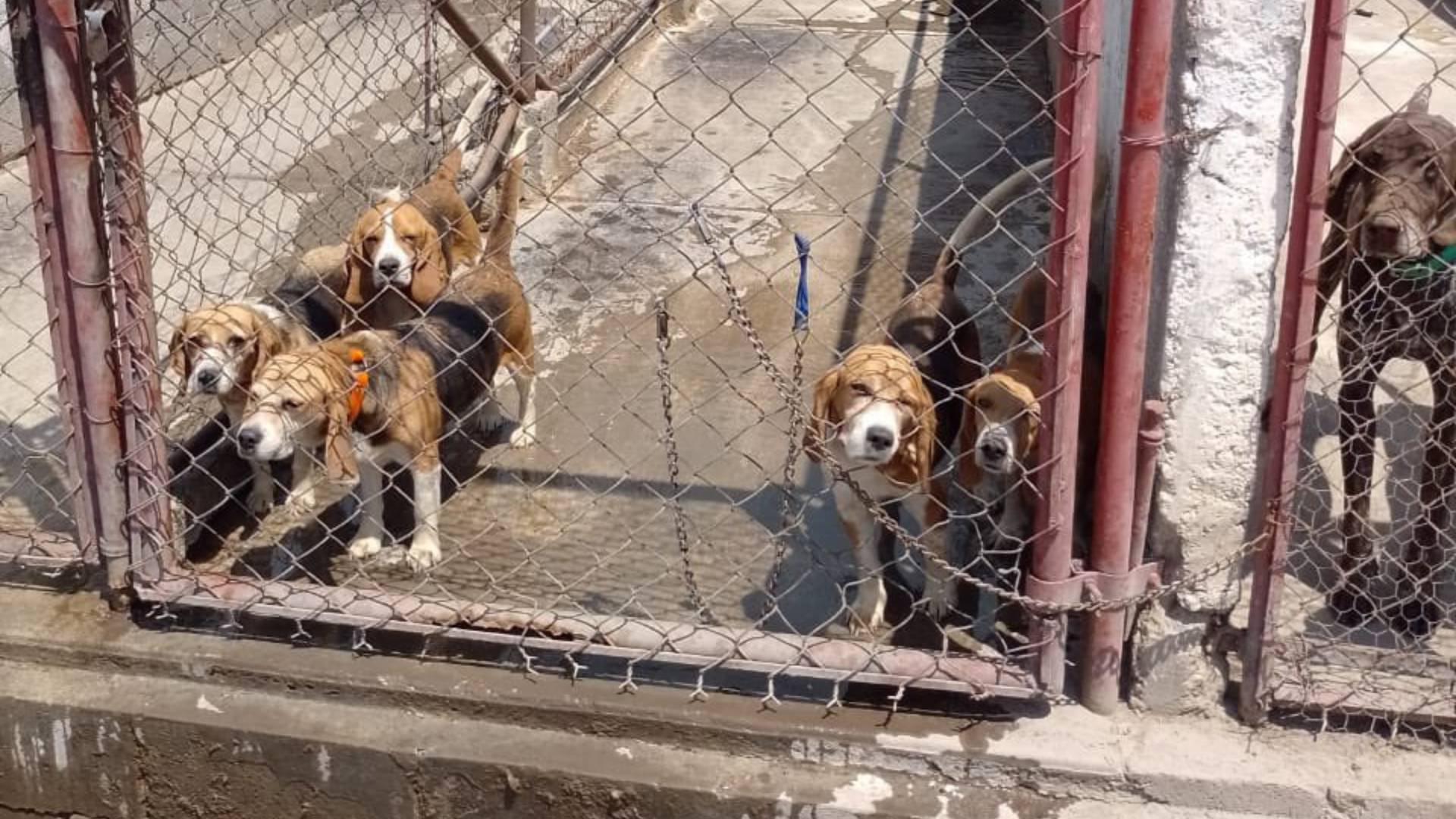 Rescatan a 46 perros con huellas de maltrato en Texcoco