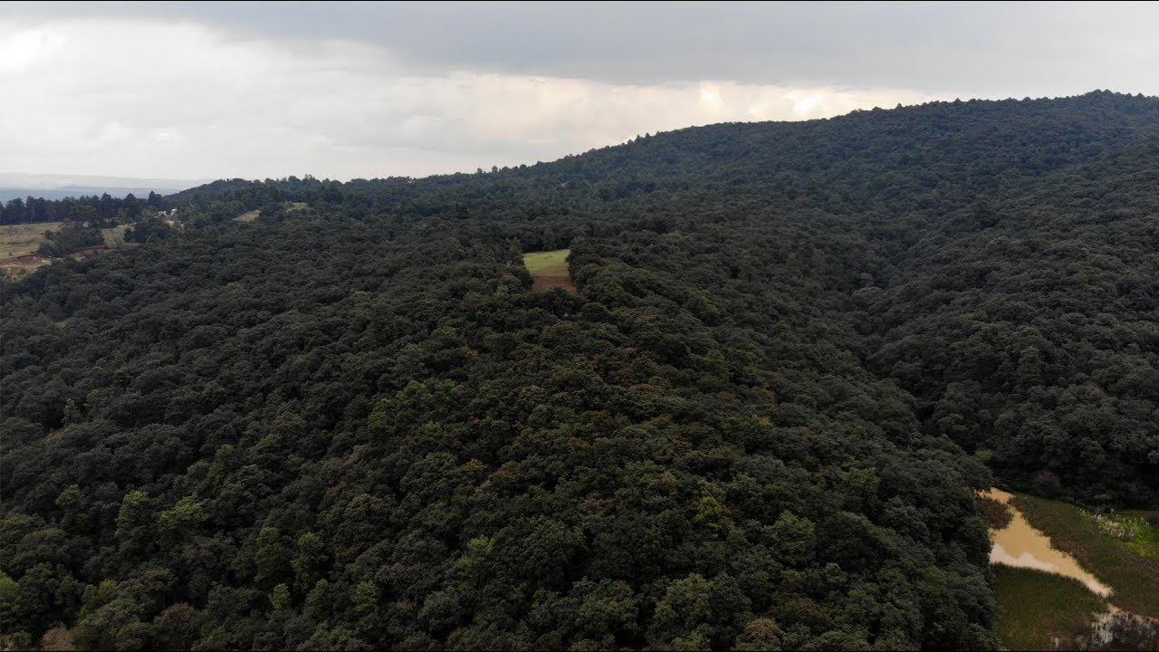 Mancha urbana amenaza al bosque reserva forestal de Jilotzingo