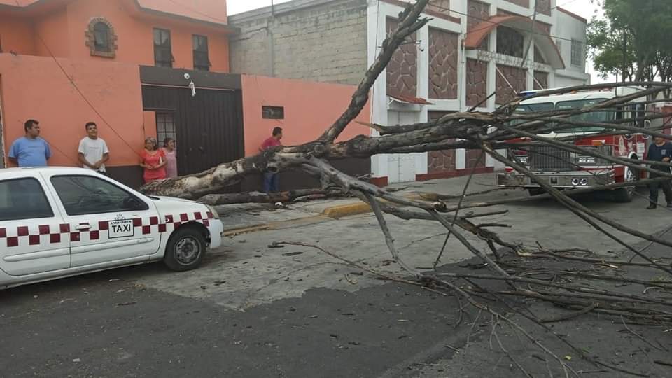 Varios árboles se desplomaron con las rafas de viento en diferentes municipios