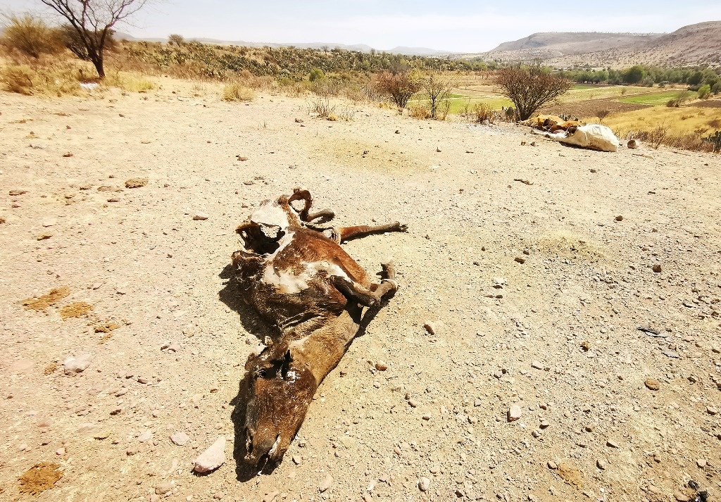 ¡Alerta! México es “un infierno”; escasea el agua