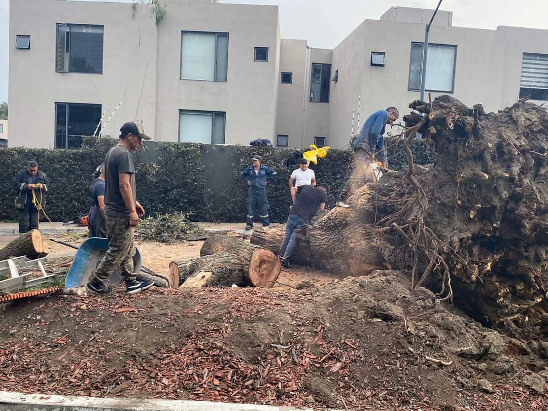 Se reportó la caída de un árbol en fraccionamiento de Atizapán