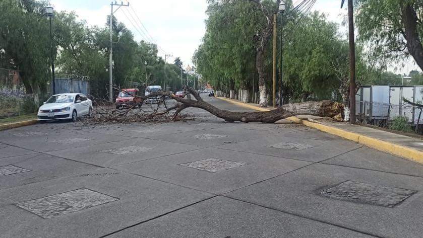 Se desploma árbol en Tepotzotlán