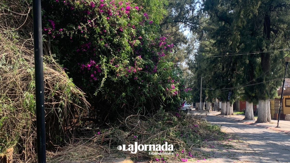 Viento derriba varios árboles en Ecatepec y Teotihuacán