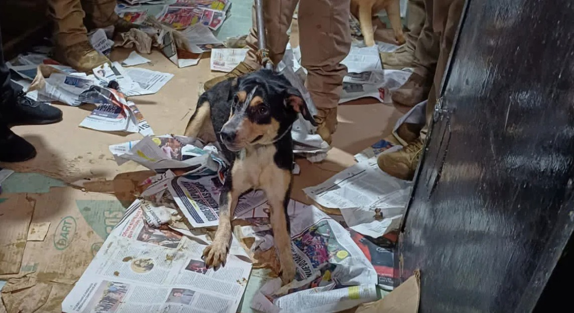 Rituales de santería, una tradición en México con dolor animal