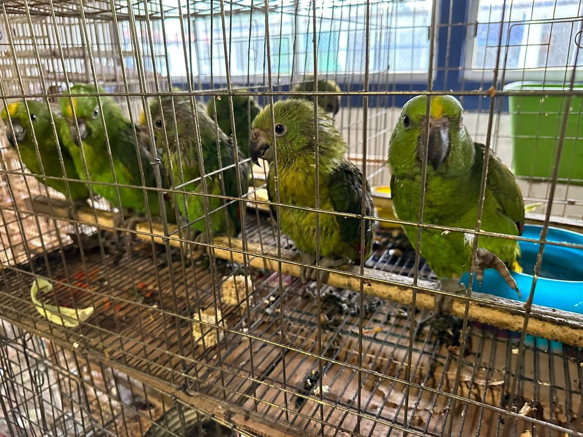 Edomex recibe más de 152 aves rescatadas 