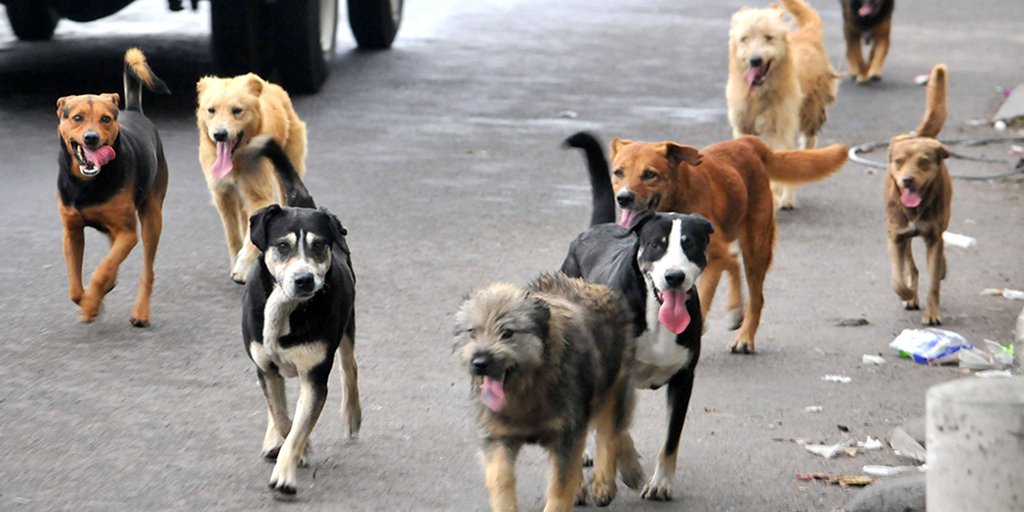 Estado de México: Día Mundial del Perro y su triste origen