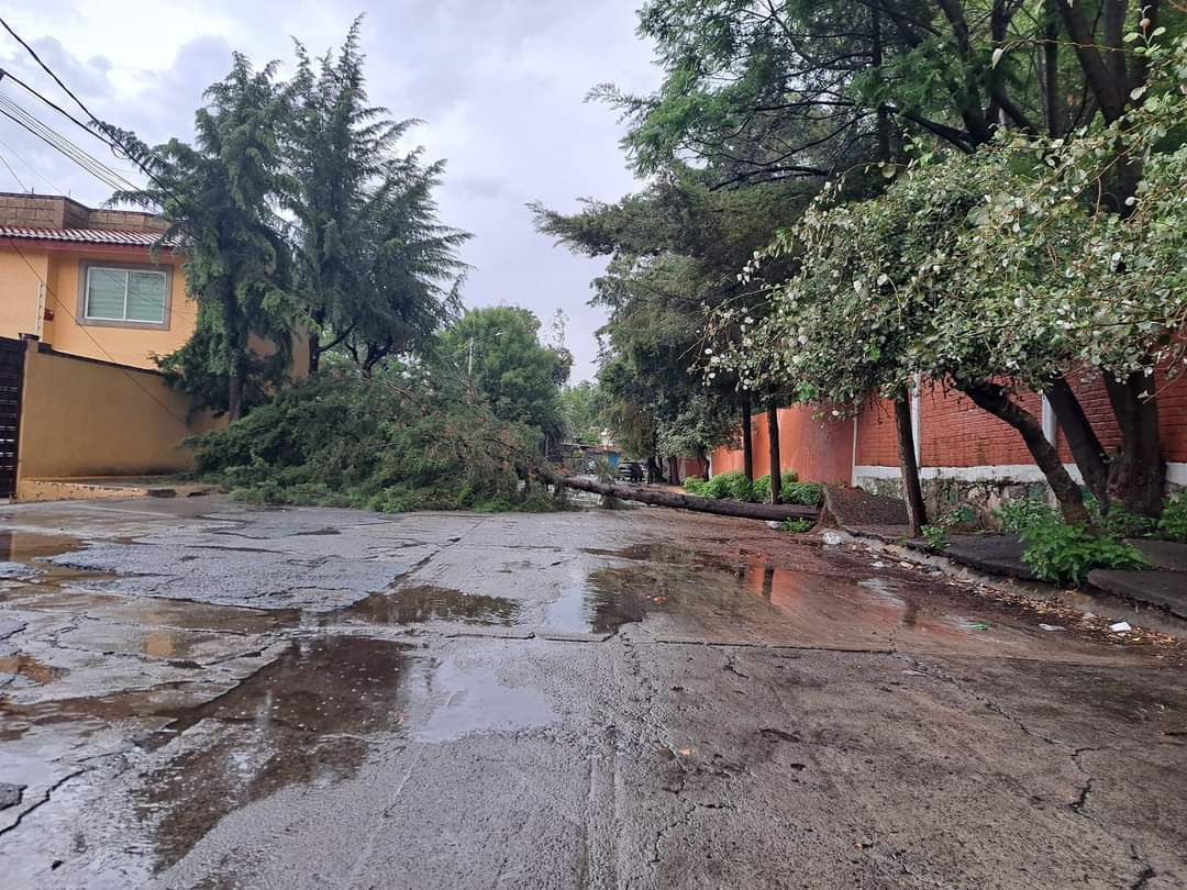 Se han desplomado 12 árboles en temporada de lluvia en Atizapán