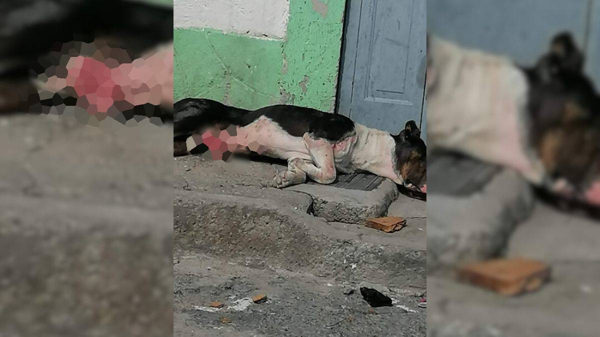 Perro lleva días sufriendo sobre la calle en Atizapán