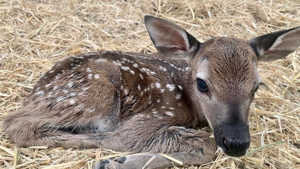 Nace primer venado cola blanca en Parque Ecológico Sierra Hermosa