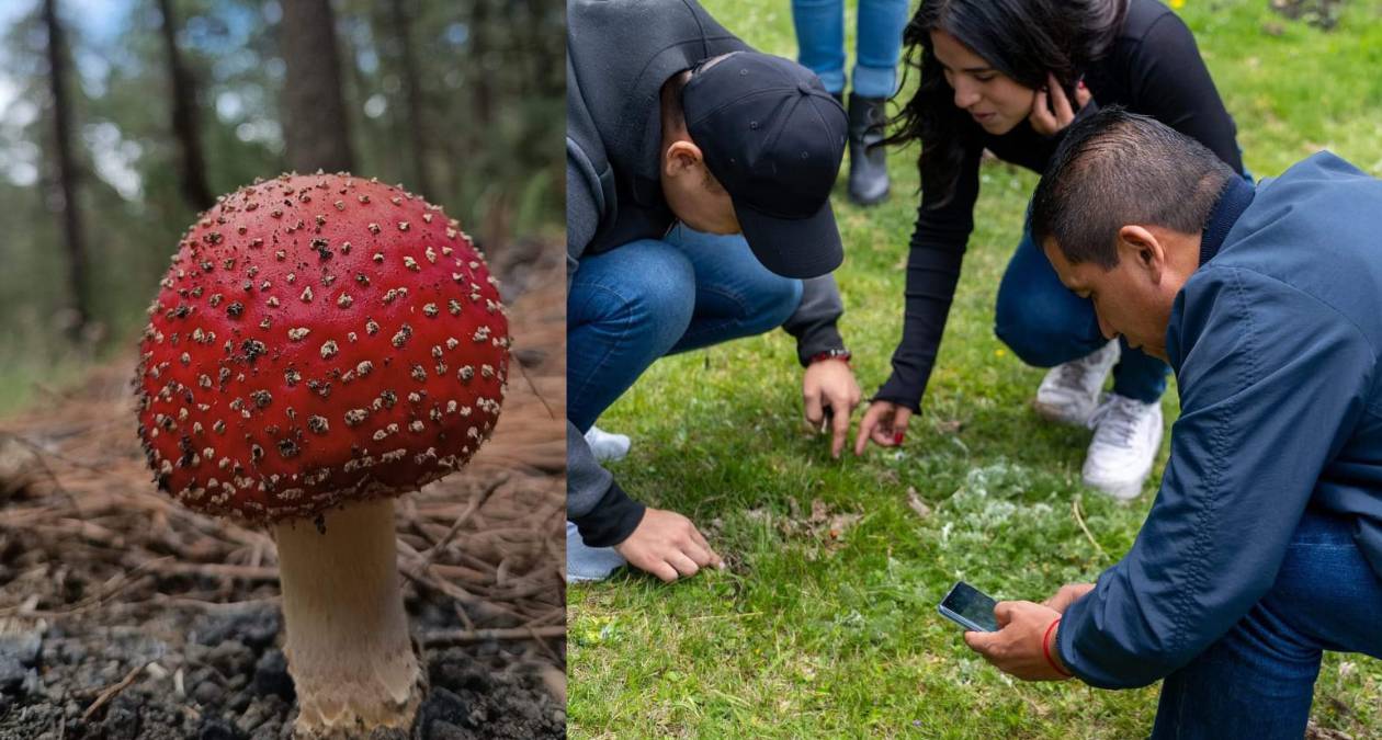 Ixtapaluca: Locatarios y especialistas preparan 2da Feria del Hongo