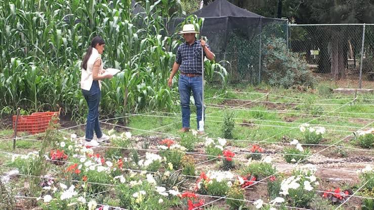 Escuelas públicas tendrán huertos polinizadores