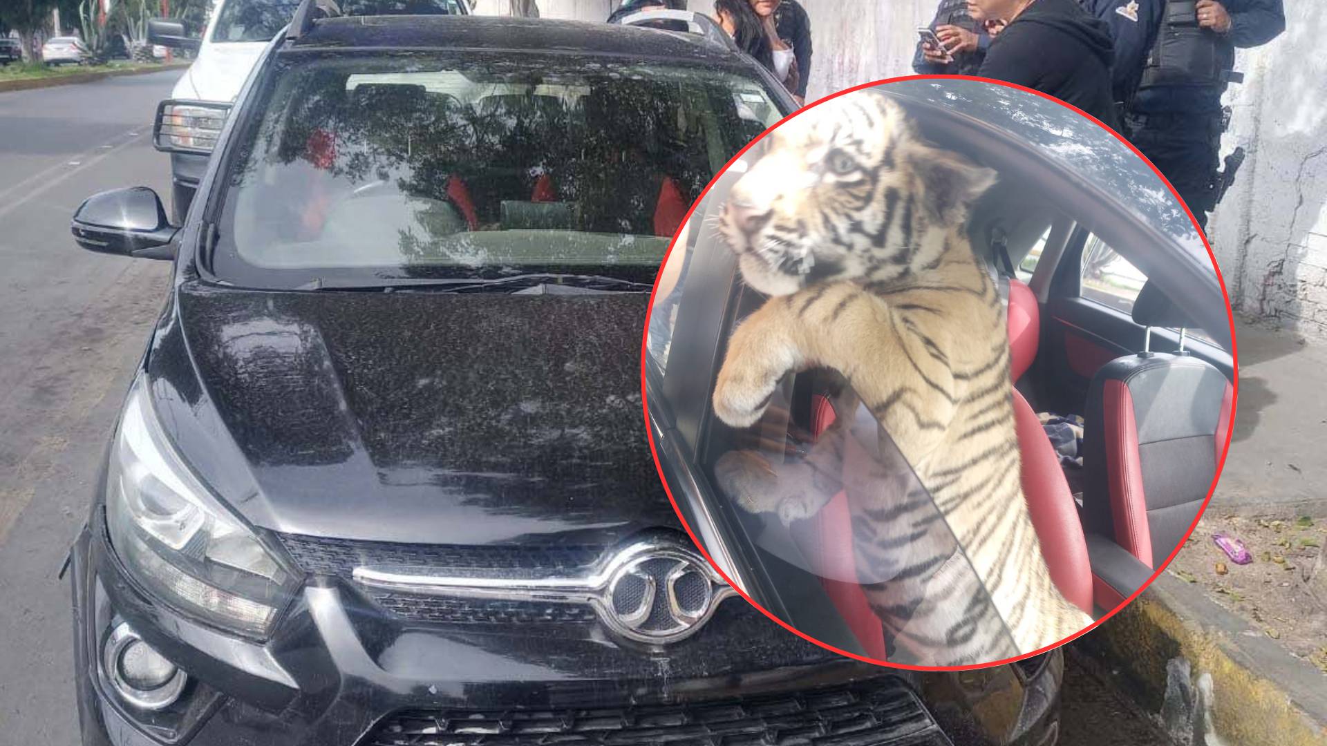 Nezahualcóyotl: Joven circulaba por las calles con un tigre de bengala