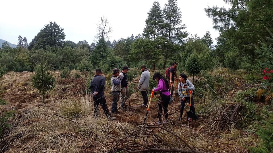 Reconocen existencia de tala clandestina en la montaña de Texcoco