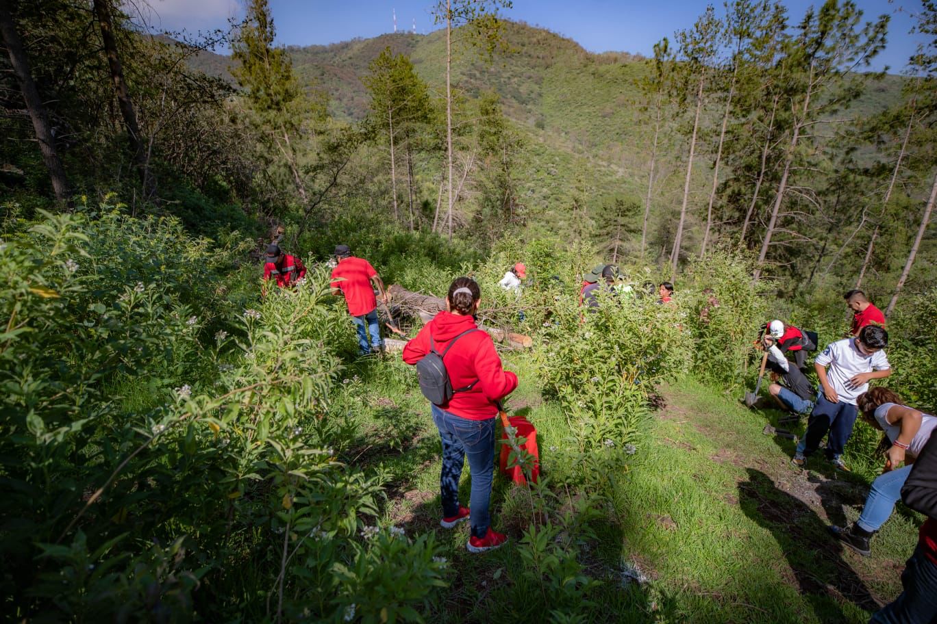 Ambientalistas reforestan zonas afectadas por incendios en el Valle de México