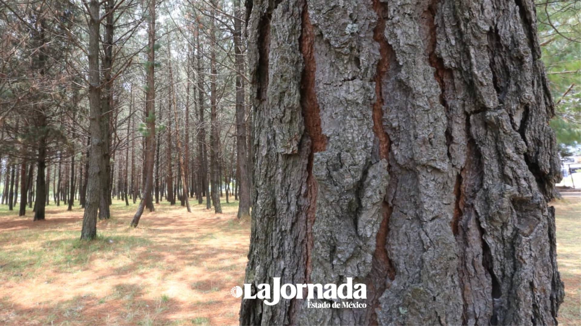 Árboles reforestados en Edomex, con menos de 70% de sobrevivencia