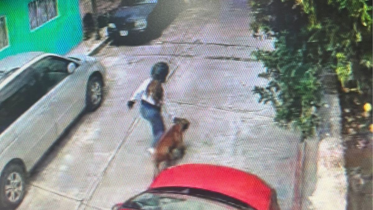 Reportan como delicado a niño que fue mordido por Pitbull en Morelos