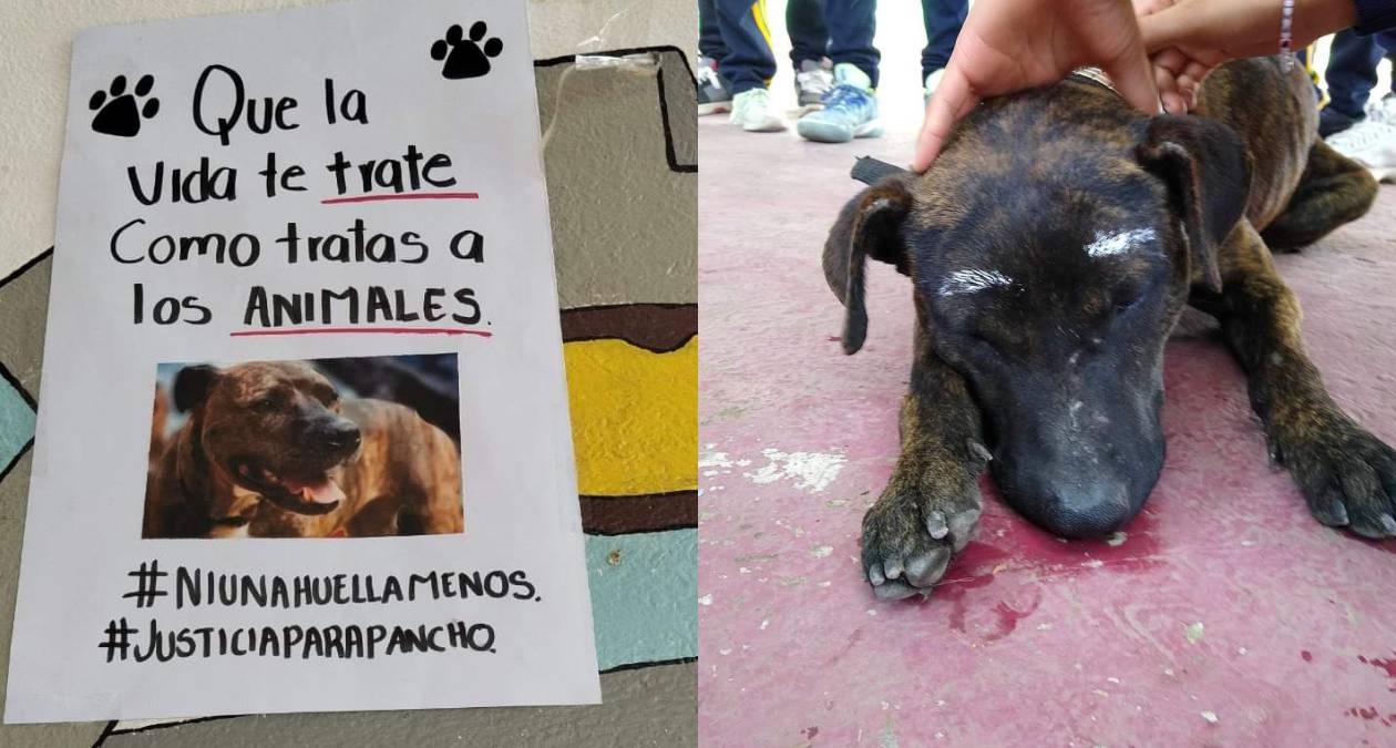 Cocotitlán: Alumnos denuncian a director por violencia animal