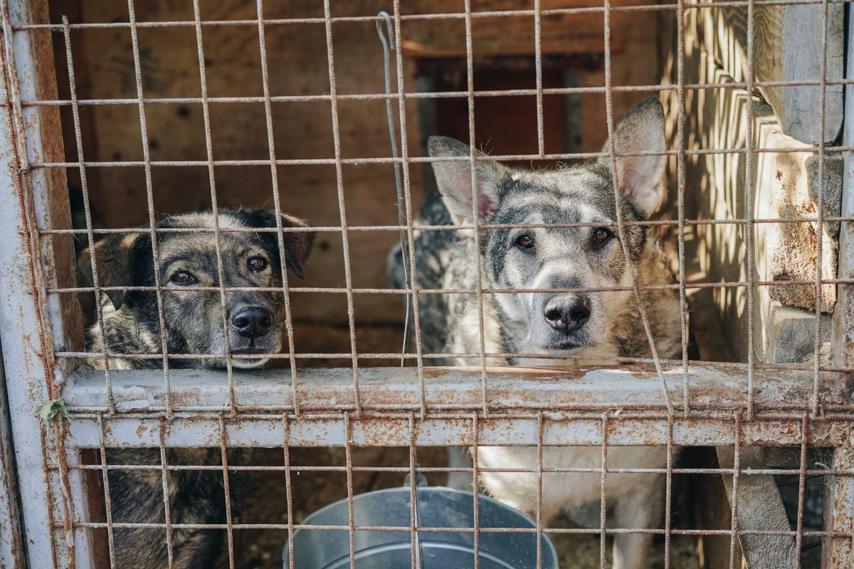 Nezahualcóyotl: Aumenta sacrificio de animales en Halloween