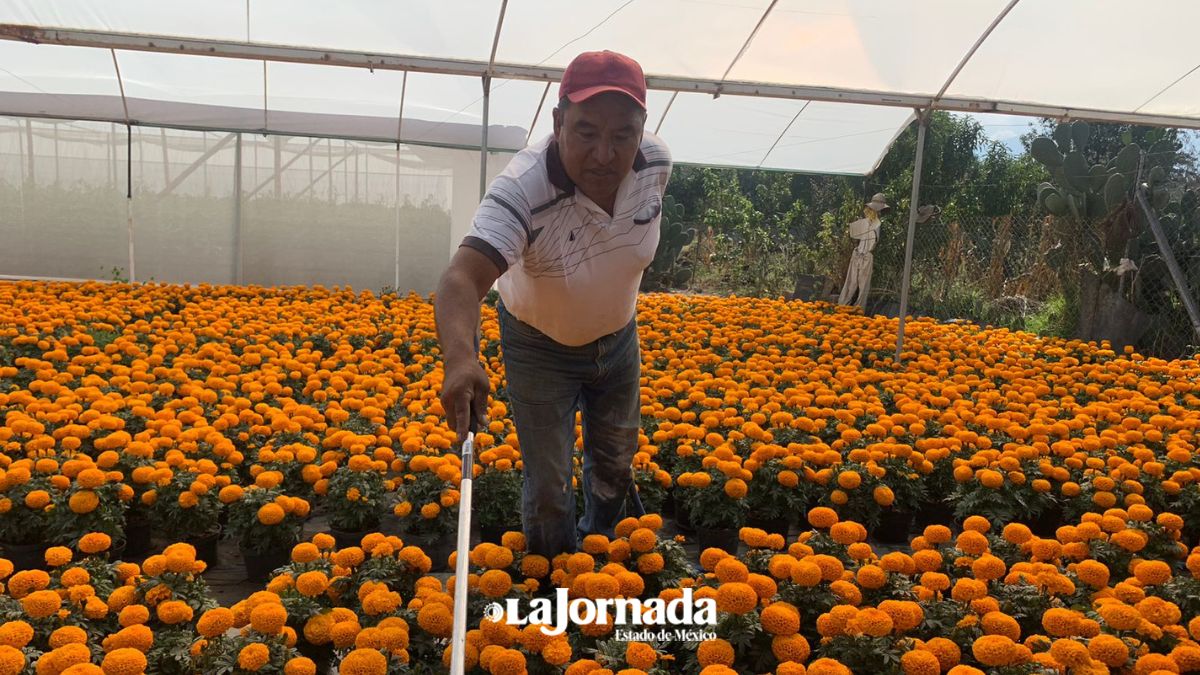 Cempasúchil chino inunda Edomex