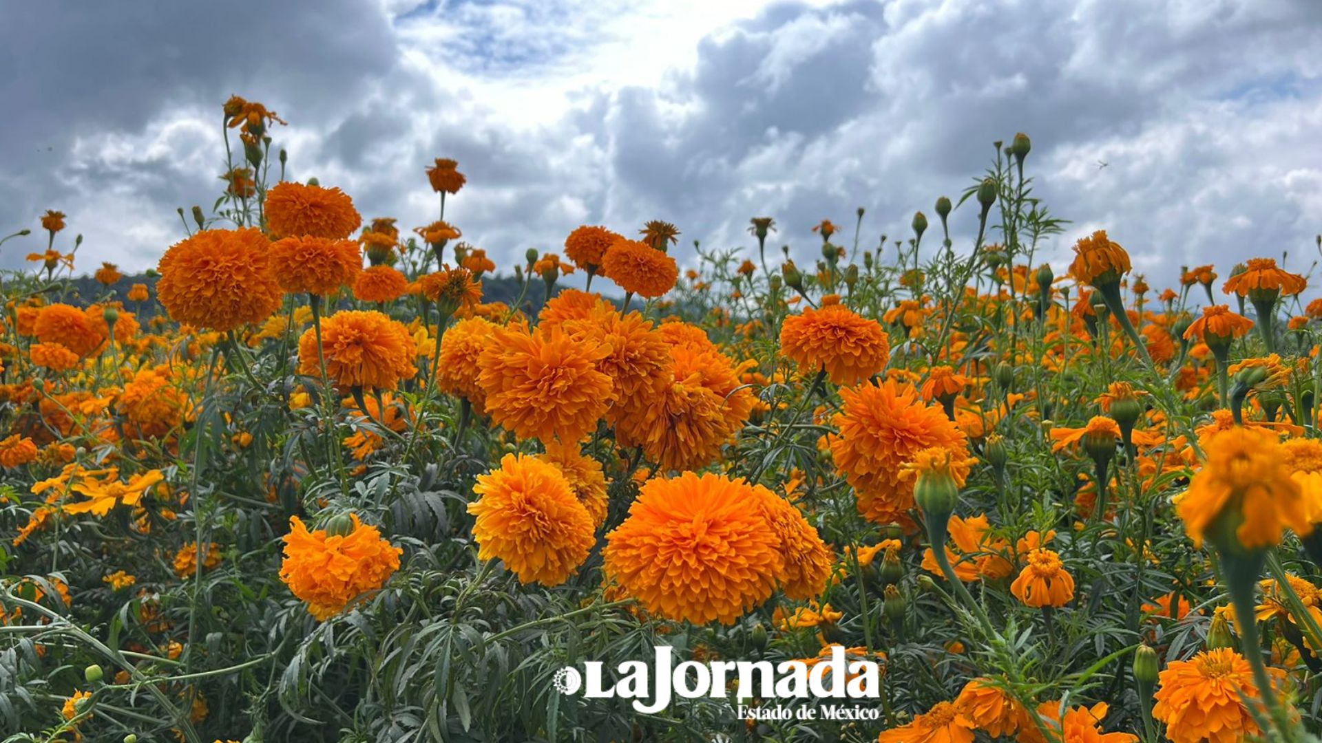 En Edomex aumenta hectáreas destinadas a las producción de cempasúchil