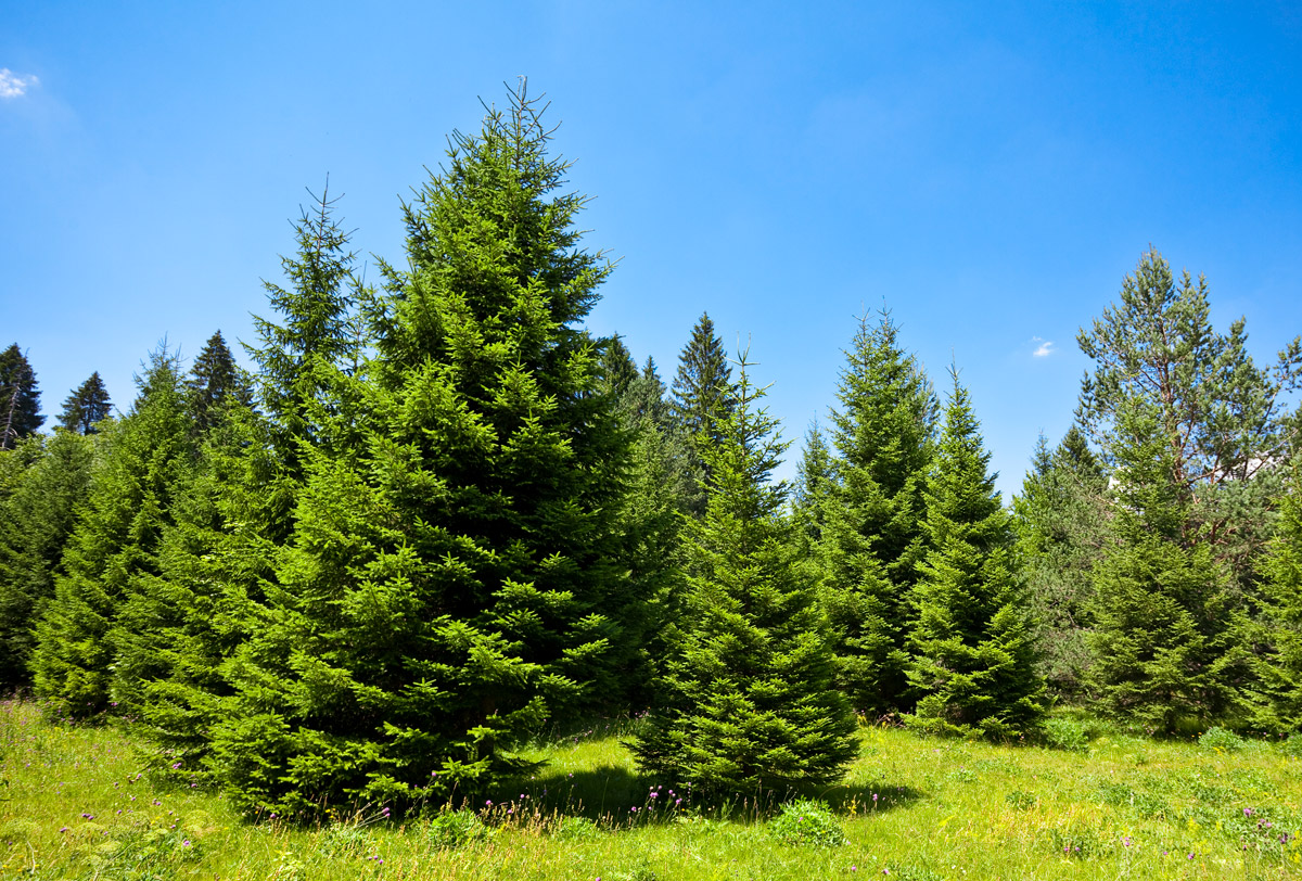 Consejos para comprar árboles naturales de Navidad