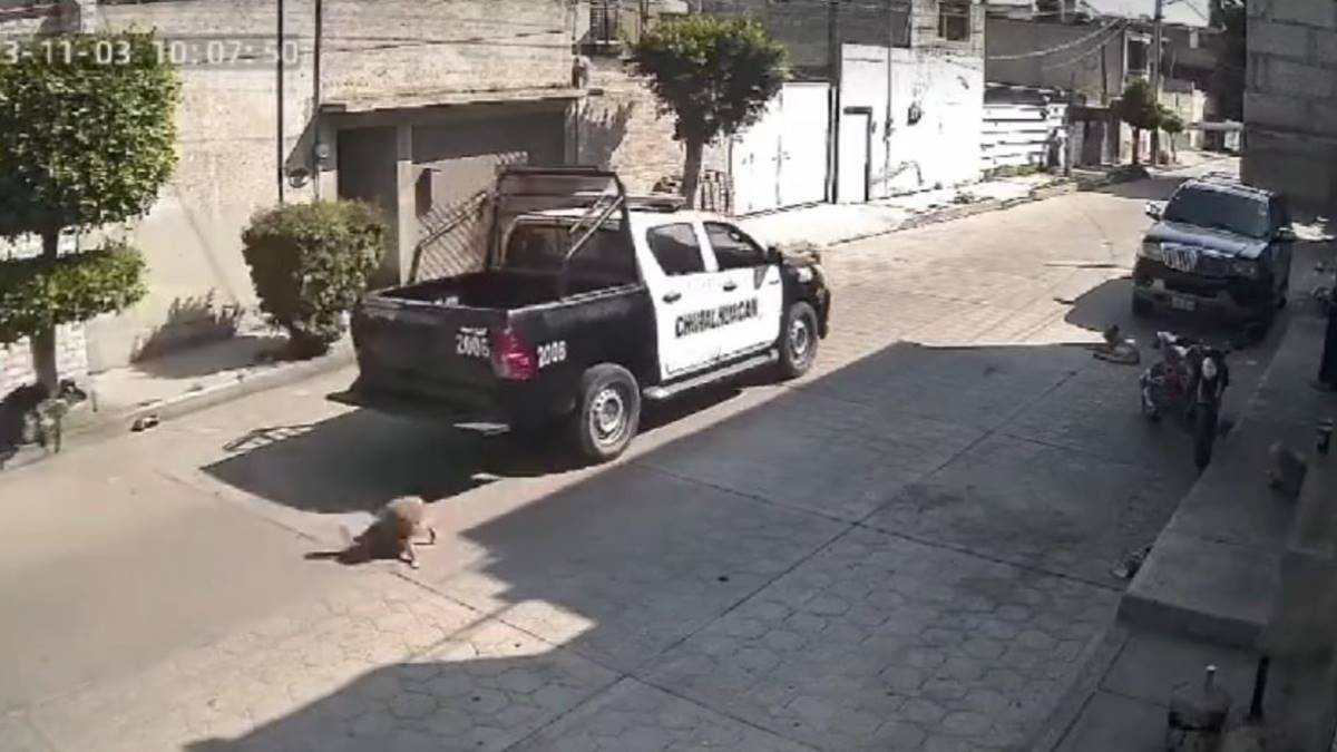 Chimalhuacán: Destituyen a policías que atropellaron a perrito “Peluche”