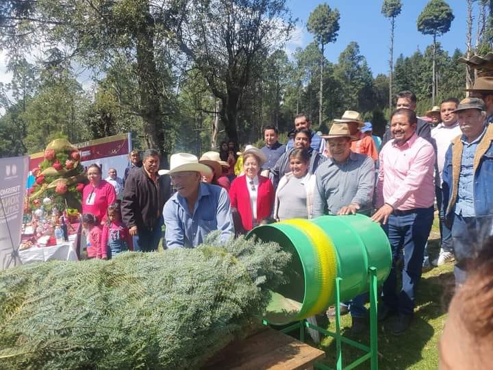 Comienza venta de árboles de Navidad en Xonacatlán