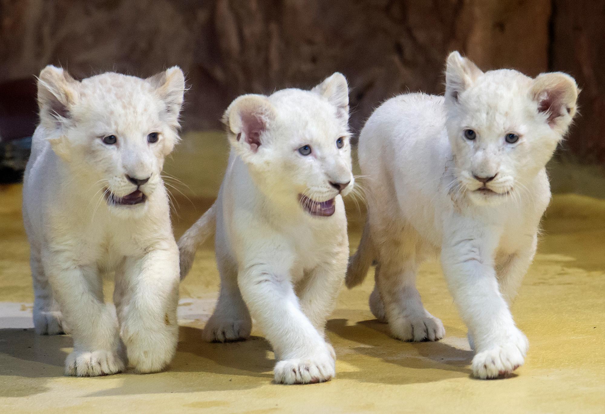 Cachorros de león blanco nacen y da una esperanza a la especie