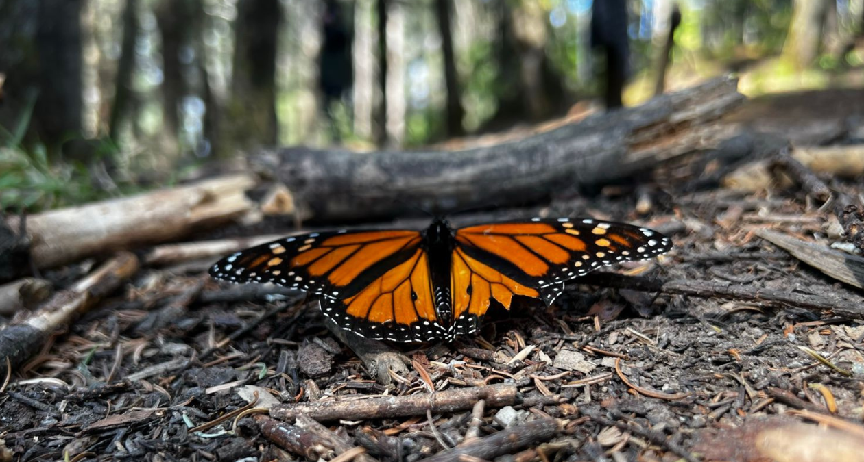 Tala de bosques y uso de agroquímicos ahuyenta a la Mariposa Monarca