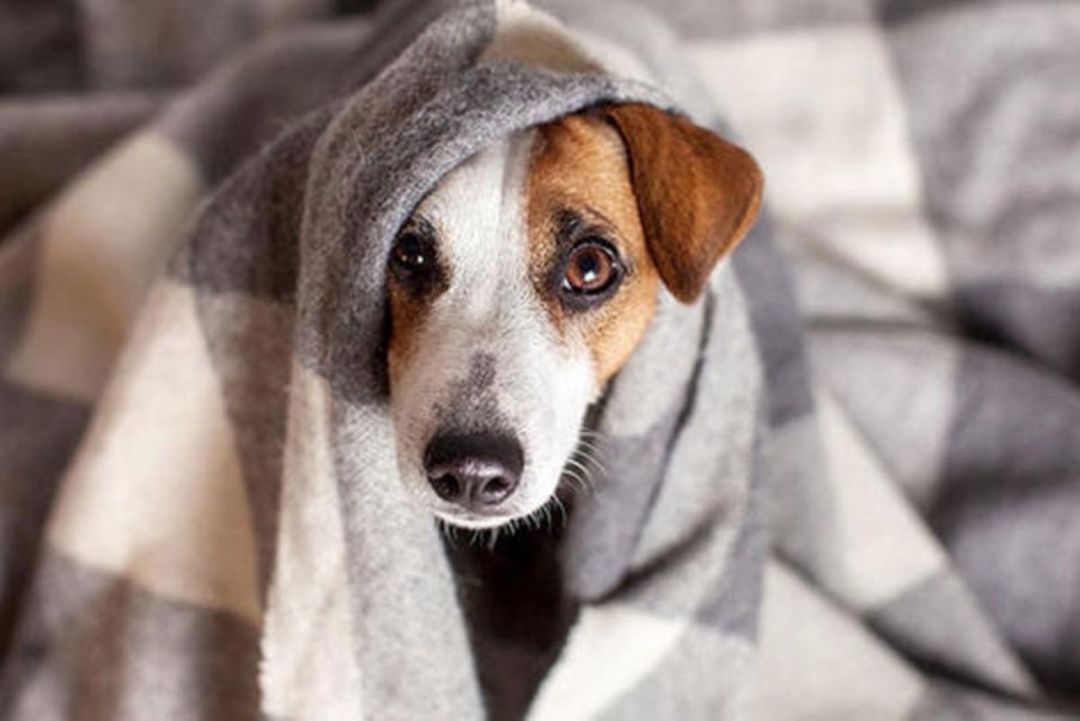 Frente frío 19 puede dañar a tus mascotas; aquí te decimos cómo protegerlas