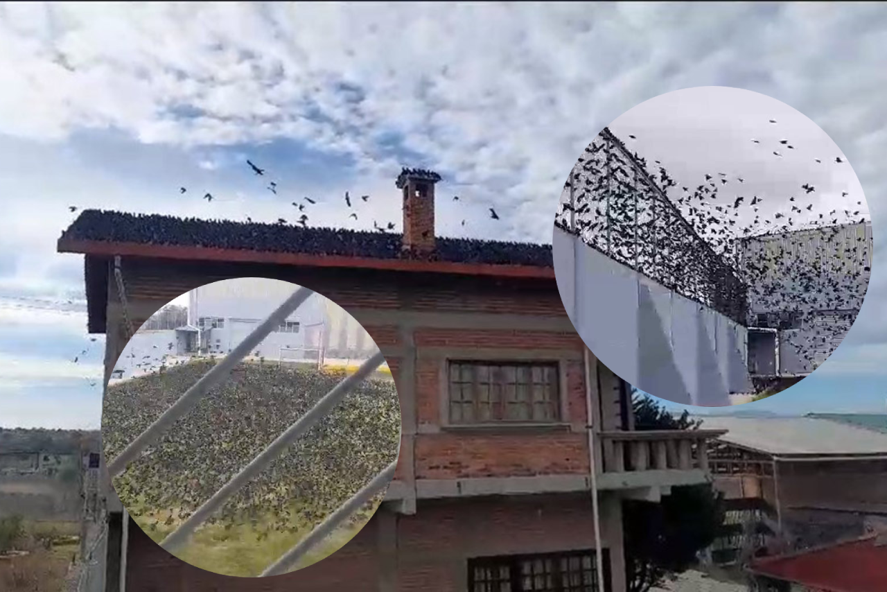 Video: Miles de aves en Edomex desatan el pánico