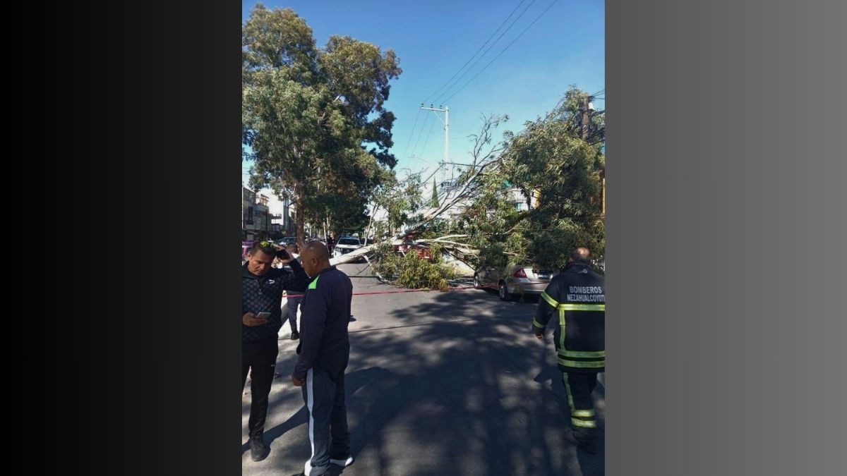 Nezahualcóyotl: fuertes vientos provocan caída de árbol y estructuras