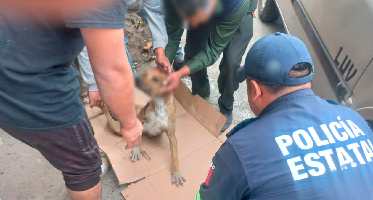 Tenango del Valle: SSEM detienen a sujeto por disparar a un perro