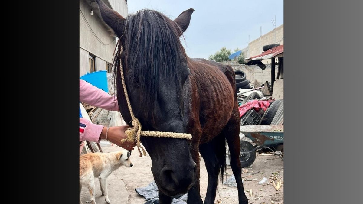 Edomex: Con donaciones logran salvar a cinco caballos del rastro