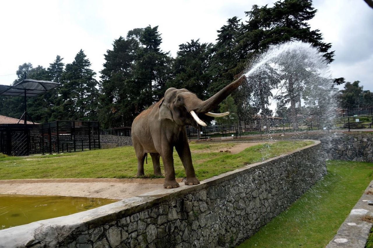 Muere Ted, el elefante de 60 años del zoológico de Zacango