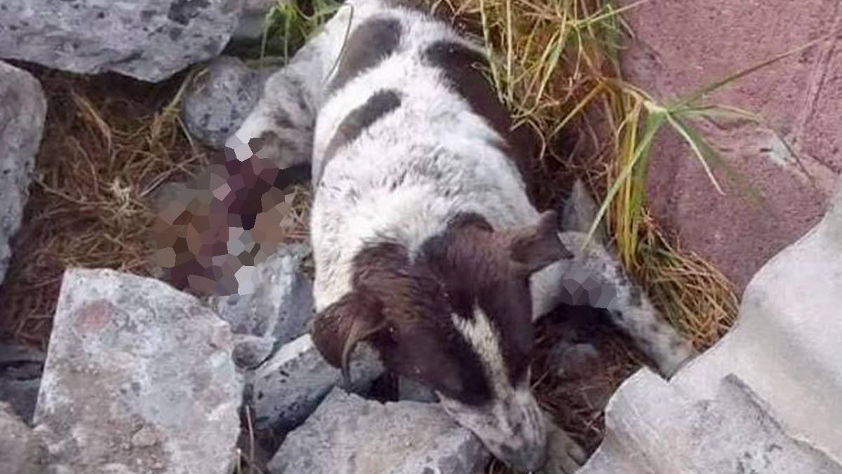 Ozumba: Perro muere a consecuencia de maltrato animal; FGJEM Y PROPAEM investigan