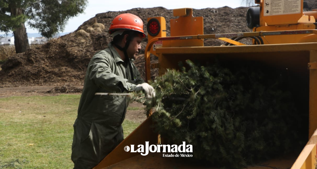 Edomex: Probosque da segunda vida a pinos de navidad naturales