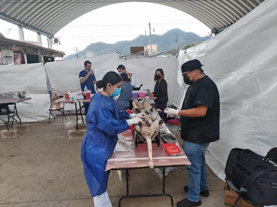 Texcaltitlán: Concluye Jornada de Esterilización y Vacunación Antirrábica Canina y Felina