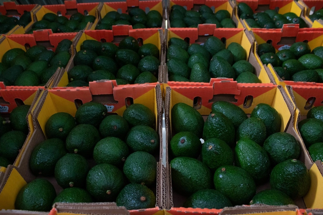 Aguacate mexiquense listo para el Super Bowl