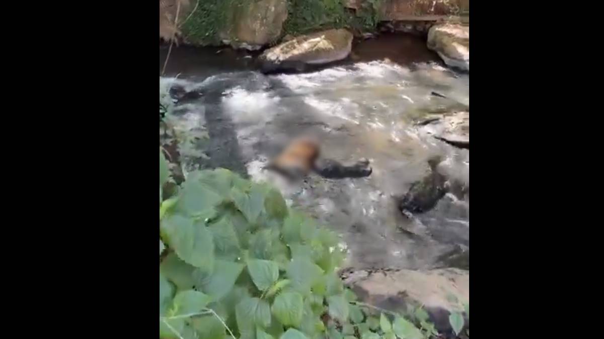 Valle de Bravo: Hallan cadáver de un tigre en cascada