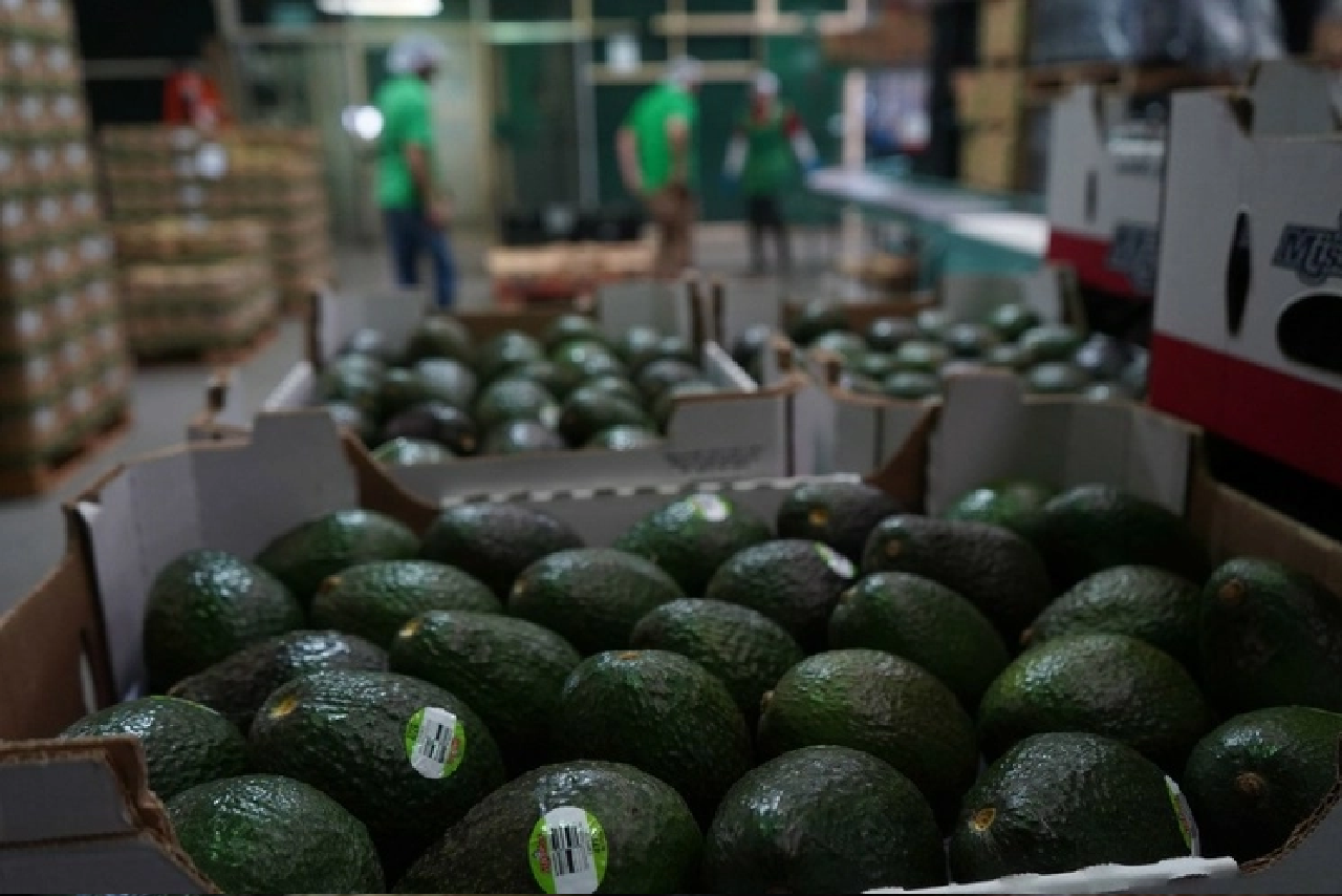 El aguacate mexicano conservó el mercado ante la competencia de Sudamérica