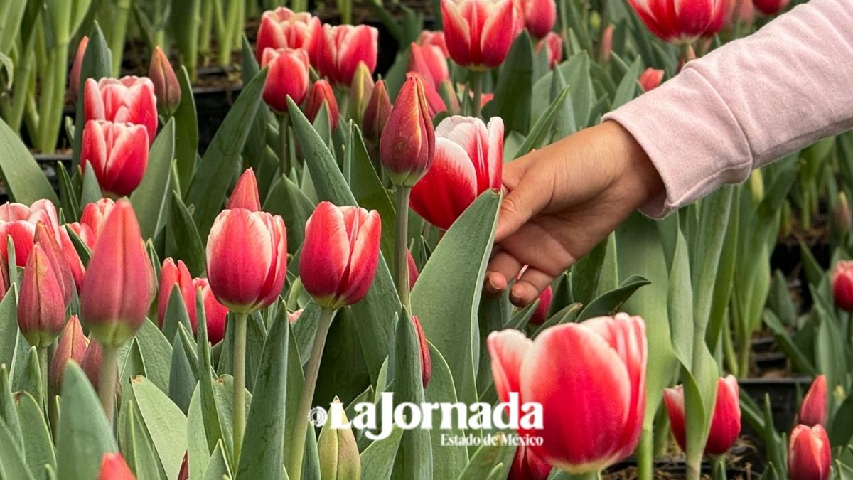 Dia del amor y la amistad: Tulipán, la nueva flor de los enamorados