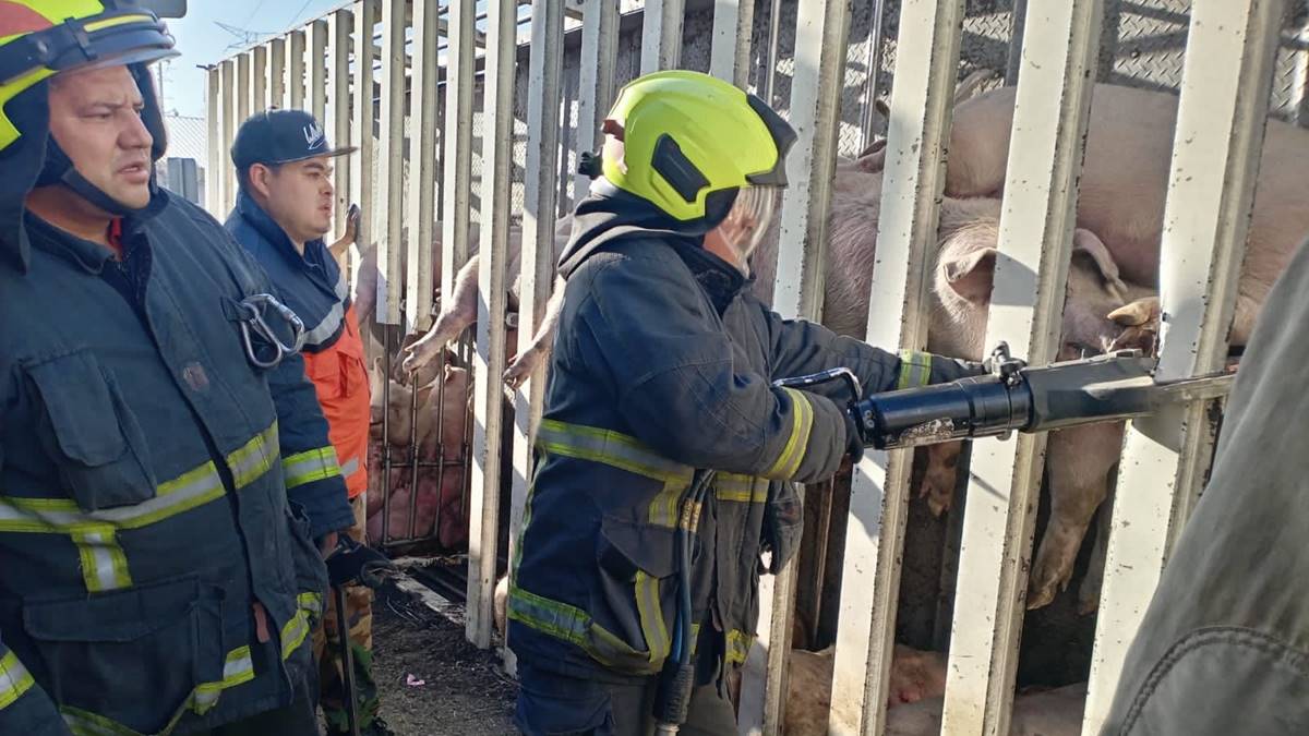 Cuautitlán Izcalli: Rescatan a cerdos tras volcadura de tráiler