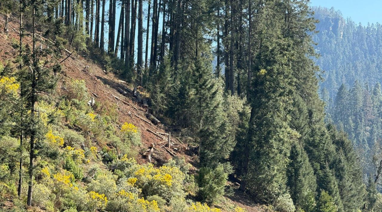 Buscan reconciliación agraria y atribuciones en seguridad contra tala clandestina