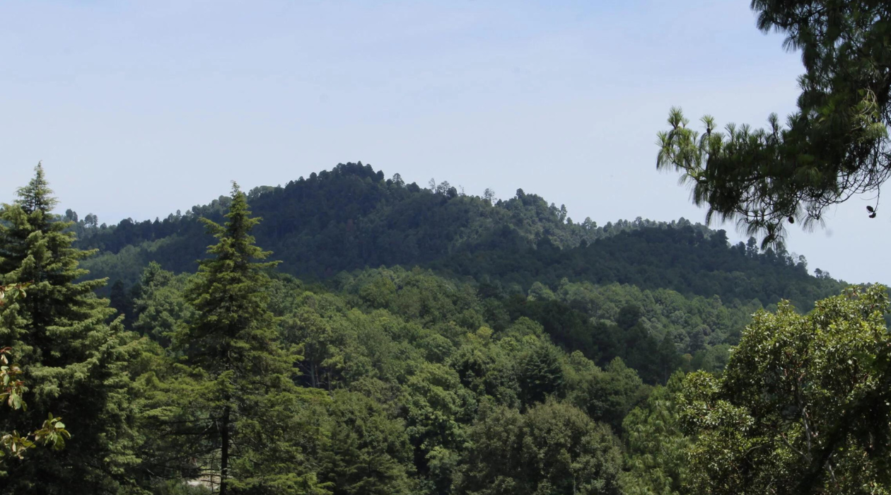 Es posible aprovechamiento de bosques sin tala: Secretaría de Medio Ambiente