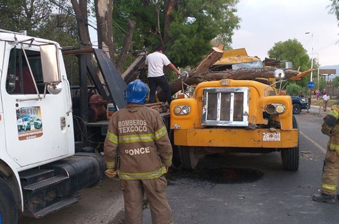 Texcoco: Árbol cae sobre pipa y el conductor sale ileso