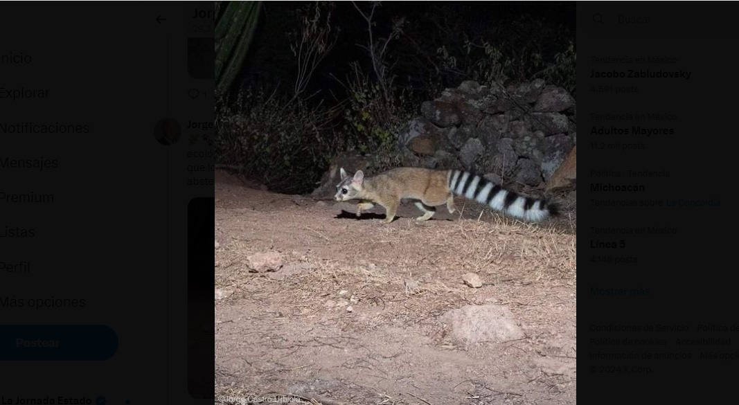 ¡Ternurita! Aumenta en Toluca presencia del Cacomixtle