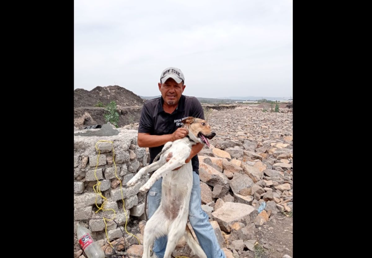 Video: Así fue el rescate de Libertad, perrita arrojada a un pozo