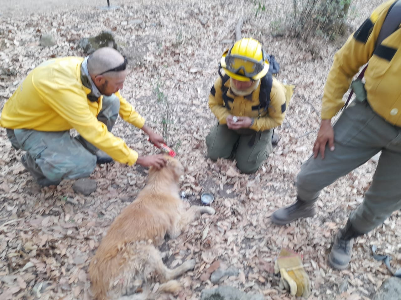 Rescatan a perrito en zona de incendio forestal en Huehuetoca